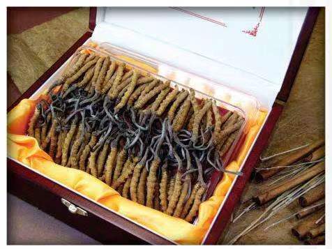 阿拉山口冬虫夏草回收